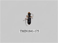 藏品(菲律賓產昆蟲)的圖片